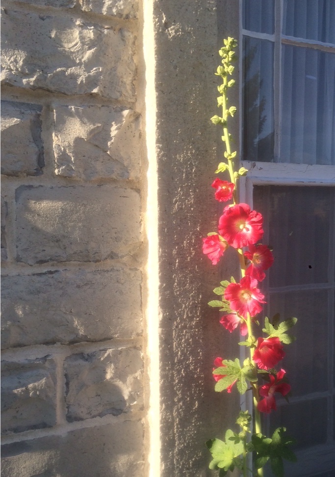 Hollyhock beside the limestone of the St. Andrew's Manse