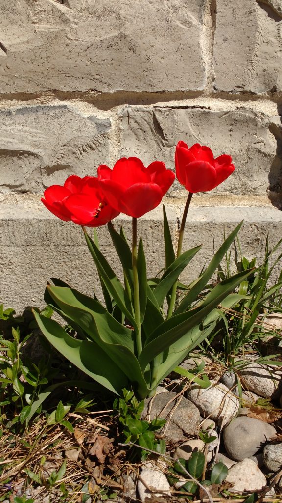Tulips along the limestone wall of the St. Andrew's Manse.